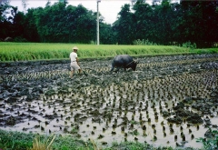 tai_chung_rice_field_plow_1.jpg